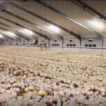 Крупнейших производителей курятины в Украине проверят на антибиотики