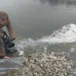 Итоги года: в реки Украины выпустили 15,6 млн мальков рыб