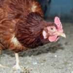 Украина за год экспортировала курятины почти на $580 млн