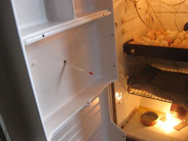 Инкубатор из холодильника своими руками, с переворотом яиц и без