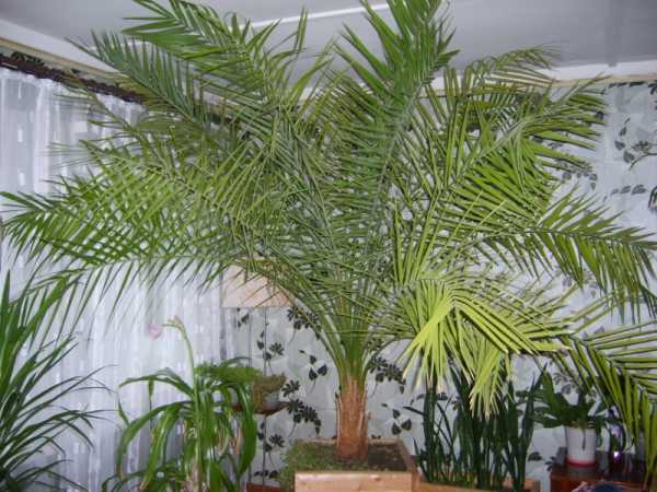 Финиковая пальма в домашних условиях, содержание и уход
