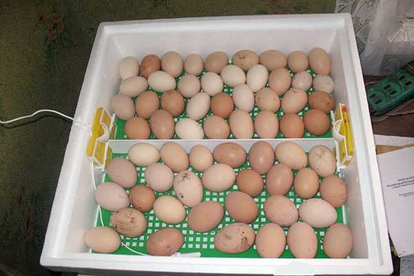 Температура в инкубаторе для куриных яиц, температурный режим для разных этапов развития и вывода цыплят, таблица температур, видео