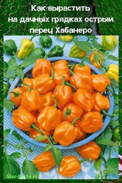 Острый перец Хабанеро – особенности вкуса плодов, выращивание