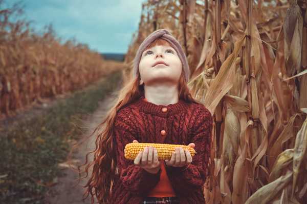 В Украине названы лучшие аграрные фото 2020 в 11 номинациях
