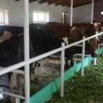 Семейные молочные фермы охватили 11 областей Украины