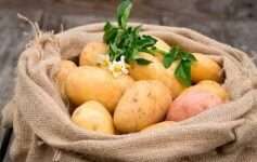 Выращивание картофеля под соломой