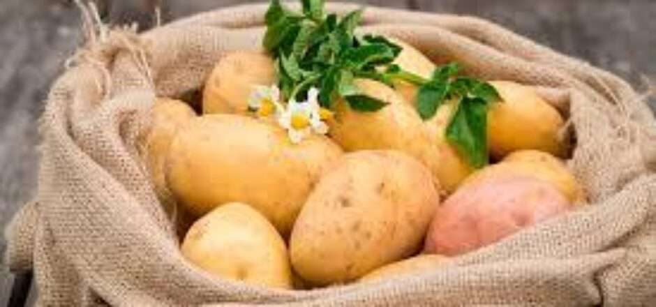 Выращивание картофеля под соломой