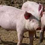 Світовий ринок свинини: зростають попит і собівартість