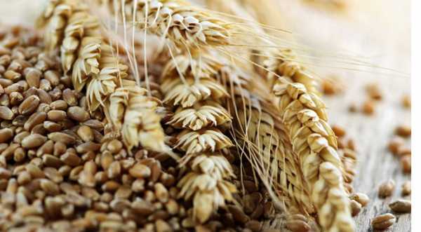 Пшениця дешевшає в дунайських портах