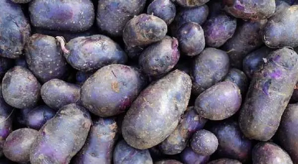 Вивели антикризову картоплю синього кольору