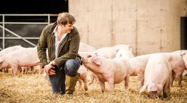 Близько 20% свиногосподарств в Україні працюють на розвиток