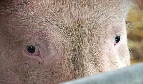 Закупівельні ціни на свинину впритул наблизились до 60 грн/кг
