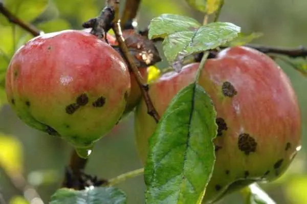 Работа над ошибками: чтобы яблоки не «паршивели»