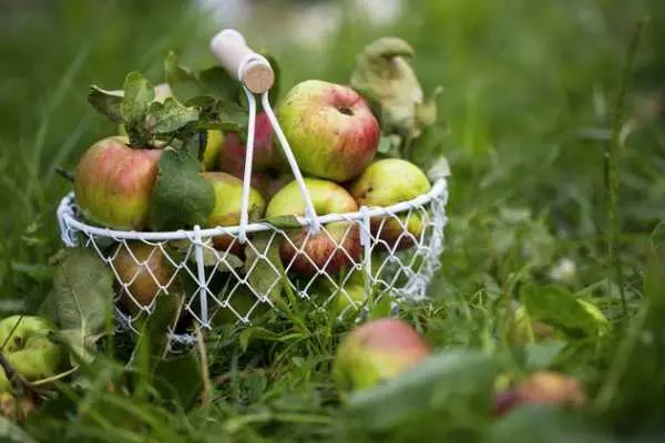 Когда снимать яблоки и груши поздних и зимних сортов?
