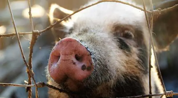 Попит на свинину у 1,5-2 рази перевищує пропозицію
