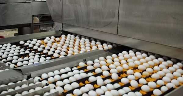 Овостар зменшив виробництво курячих яєць у січні-вересні 2022 року — звіт