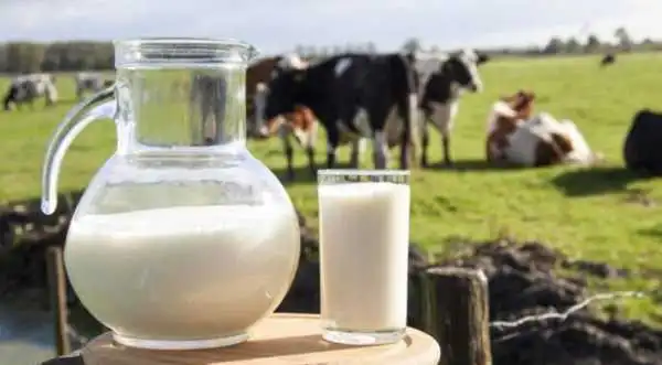 Виробництво молока в Україні скоротилось на 15%