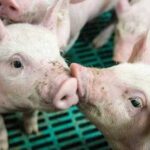 Імпорт і споживачі опускають ціни на свинину
