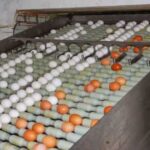 АМКУ розпочав перевірку причин суттєвого здорожчання яєць