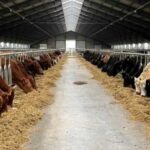Топ-менеджер Ерідон розповів, яка ціна на молоко дозволяє працювати фермі «в плюс»