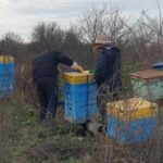 З Харківщини евакуювали бджіл, які пережили окупацію