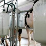 Знеструмлення збільшує уп’ятеро енерговитрати у собівартості молока
