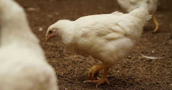 Блекаути можуть призвести до дефіциту курятини та яєць — думка