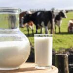Наступного сезону зросте собівартість виробництва молока
