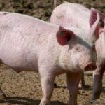 Переробники збільшили закупівлю свиней на 40%