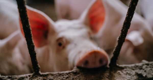 Напередодні свят закупівельні ціни живцю свиней зросли