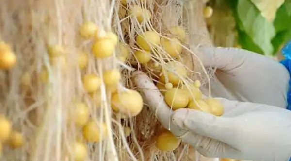Вирощування картоплі на аеропоніці збільшить прибуток на 20%