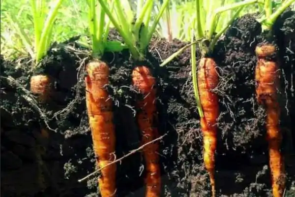 Создаем условия для моркови: почему ее называют болотным корнем