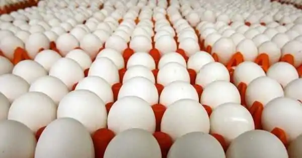 У 2022 році Овостар скоротив виробництво та експорт яєць