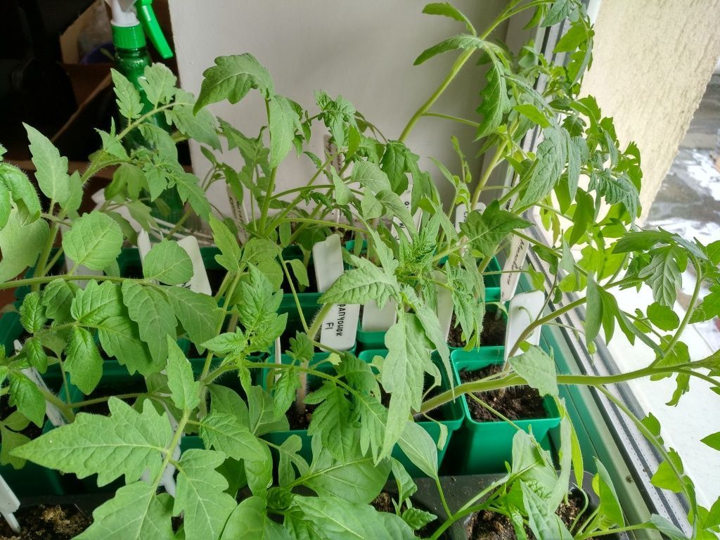 Урожайные томаты – советы опытных агрономов
