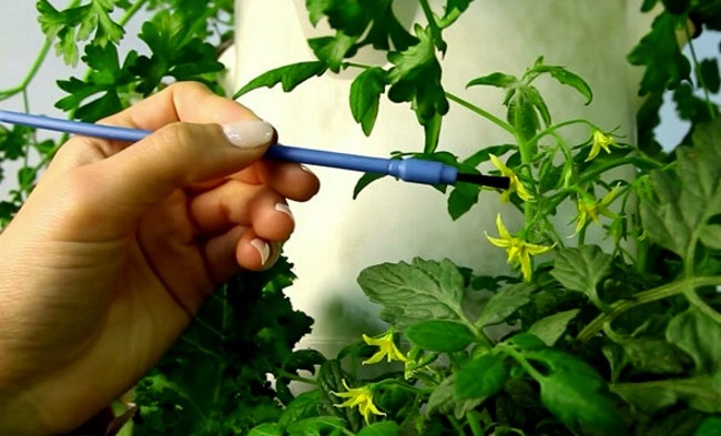 Как опылять помидоры в домашних условиях на подоконнике