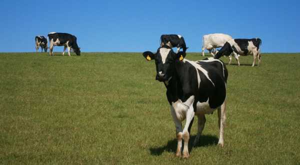 Щоб знизити викиди метану, вчені пропонують годувати корів екстрактом нарциса
