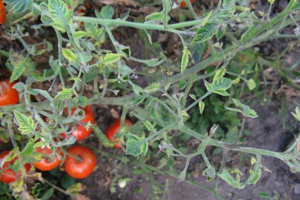 Столбур – реальная угроза для позднеспелых томатов