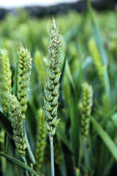 Протруйники насіння зернових: правильний вибір та ефективність використання