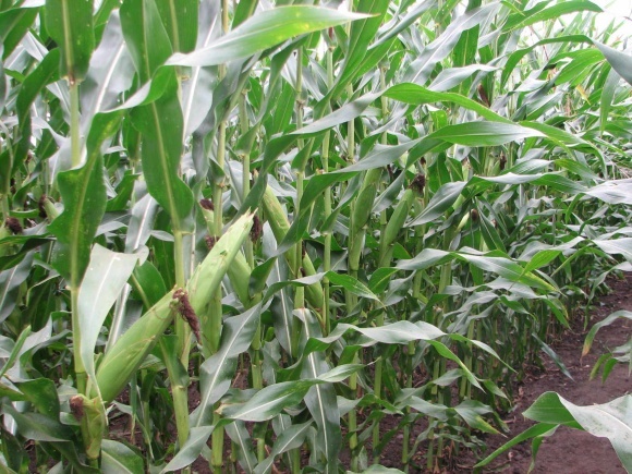 Контроль грибних хвороб кукурудзи на пізніх стадіях вегетації