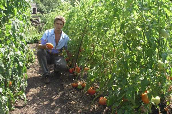 Успеть до заморозков: как ускорить созревание томатов и сохранить их?