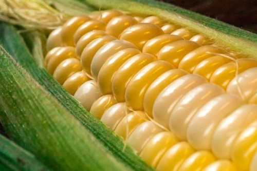 USDA прогнозує збільшення експорту пшениці та кукурудзи з України