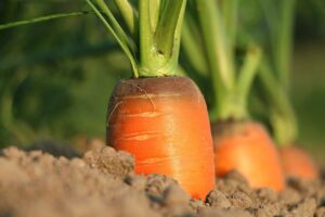 Как вырастить крупную морковь на даче: секреты урожая