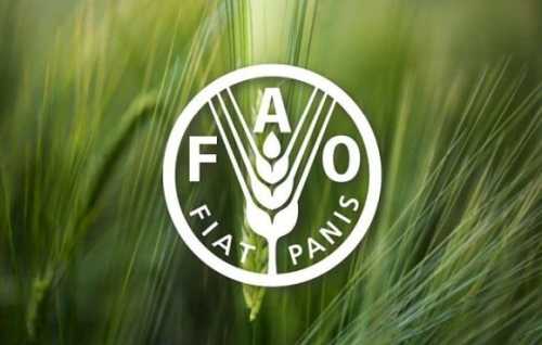 ФАО підтримує українських аграріїв: залучать ще $290 млн