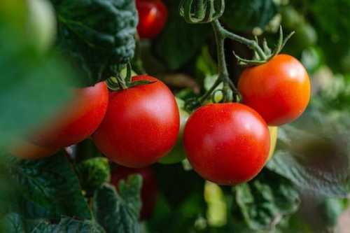 Італія: рік тюрми за вирощування помідорів