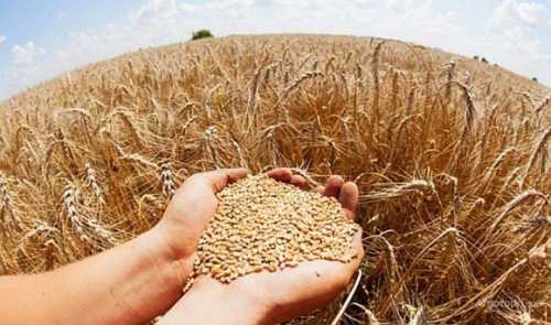 Премія за продовольчу пшеницю на світовому ринку поступово знижується