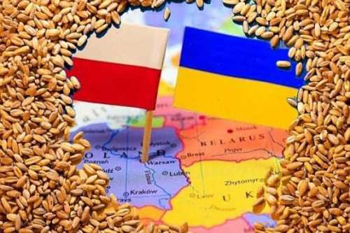 Українського зерна в Польщі не знайшли