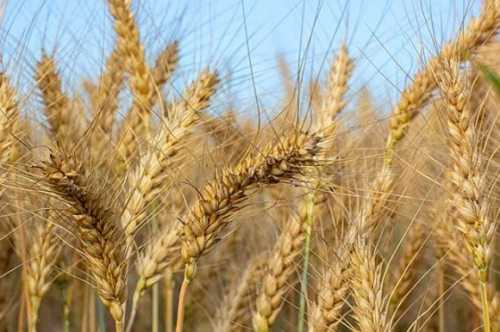 Майбутні втрати України від обмеження імпорту сільгосппродукції оцінили у 331 мільйон євро