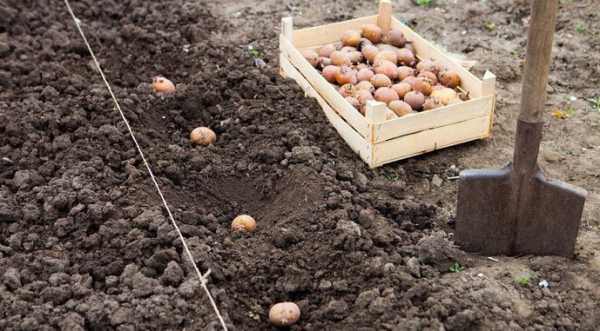 В Україні цьогоріч будуть проблеми з насіннєвою картоплею