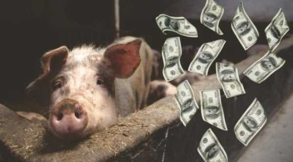 Рентабельність виробництва свинини зменшиться на 44%