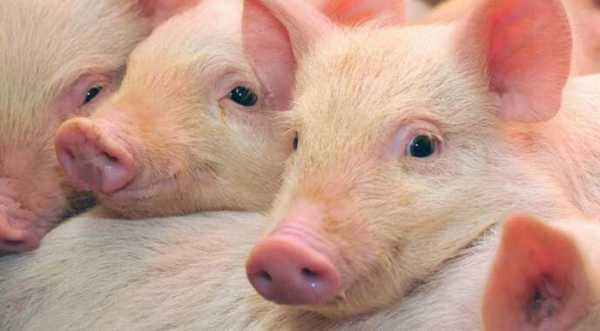 Свинину в лютому закуповували в середньому по 60 грн/кг